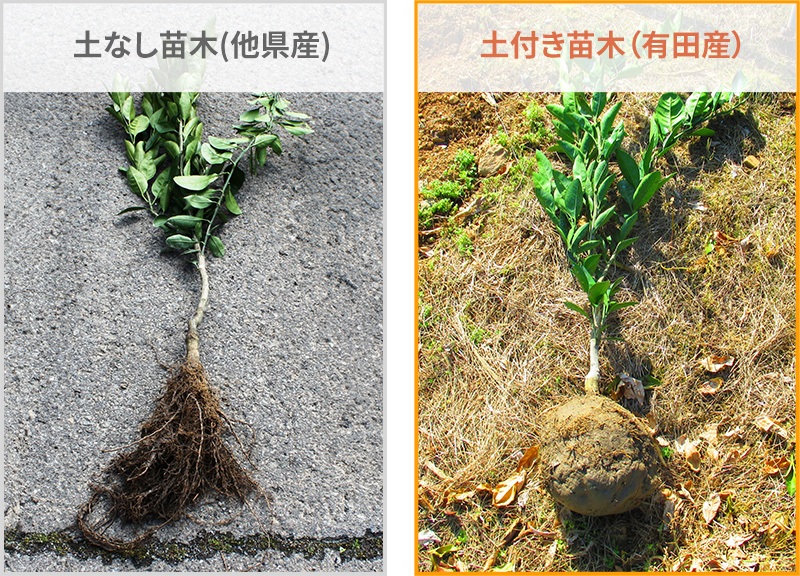 乾燥し易い傾斜地においても、定植後の活着が良いように土付きで販売