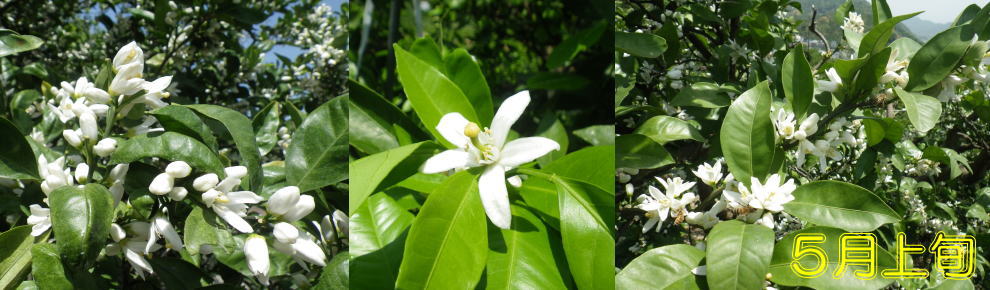 みかん開花期